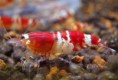 Crystal Red Shrimp  Caridina cantonensis sp. "Red" grade B
